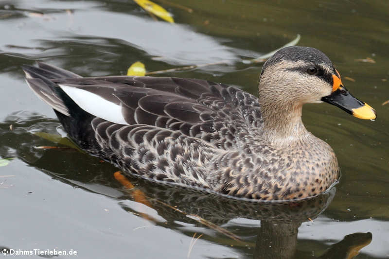 Indische Fleckschnabelente (Anas poecilorhyncha)