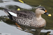 Indische Fleckschnabelente (Anas poecilorhyncha) im Kölner Zoo