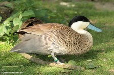 Punaente (Spatula puna) im Kölner Zoo