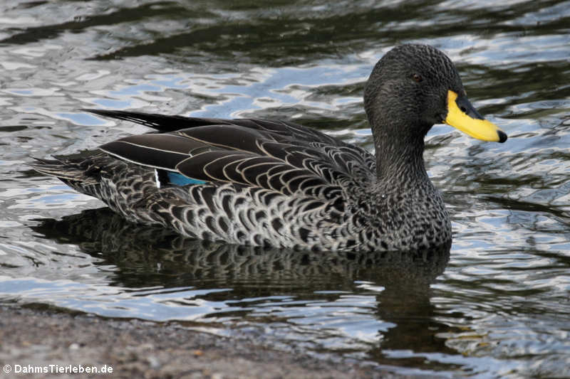 Gelbschnabelente (Anas undulata)