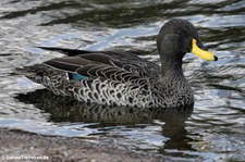 Gelbschnabelente (Anas undulata) im Kölner Zoo