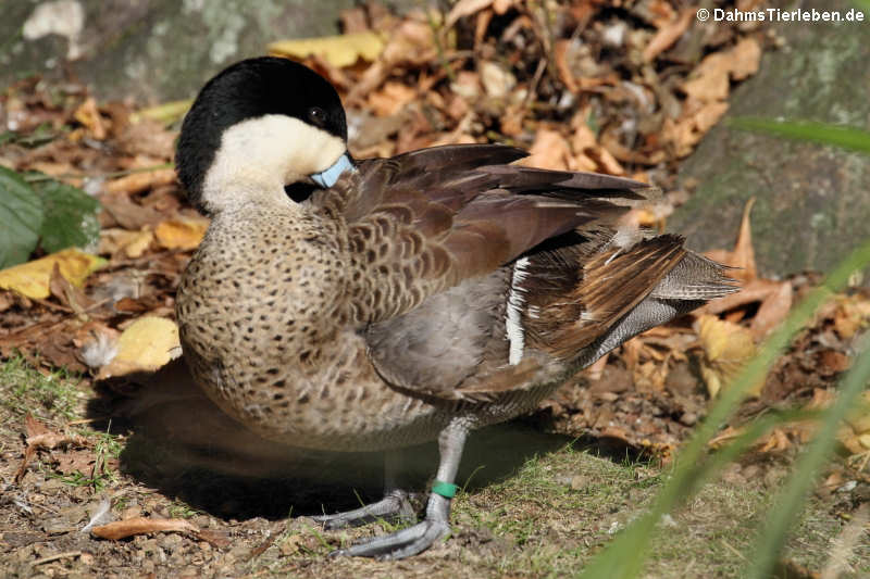 Spatula versicolor-2