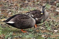 China-Fleckschnabelenten (Anas zonorhyncha) im Kölner Zoo