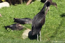 Mohrenklaffschnabel (Anastomus lamelligerus) im Kölner Zoo