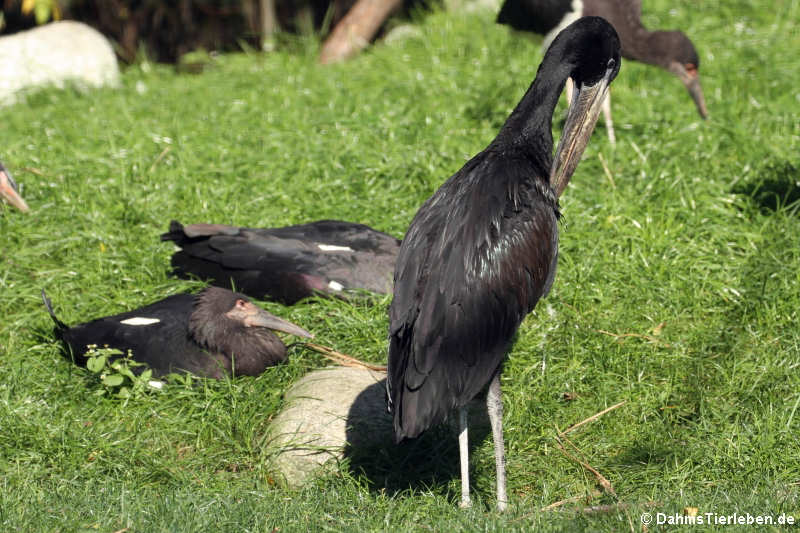 Mohrenklaffschnabel (Anastomus lamelligerus)