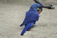 Hyazinth-Ara (Anodorhynchus hyacinthinus) im Kölner Zoo