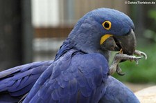 Hyazinth-Ara (Anodorhynchus hyacinthinus) im Kölner Zoo