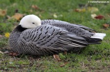 Kaisergans (Anser canagicus) im Kölner Zoo