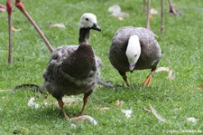 Kaisergänse (Anser canagicus) im Kölner Zoo