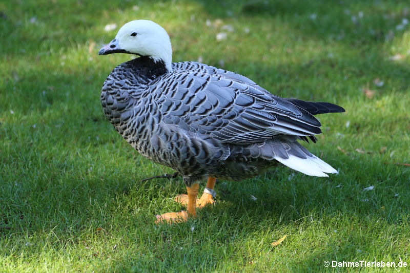 Kaisergans (Anser canagicus)