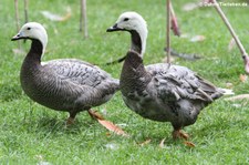 Kaisergans (Anser canagicus) im Kölner Zoo