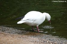 Zwergschneegans (Anser rossii) im Kölner Zoo