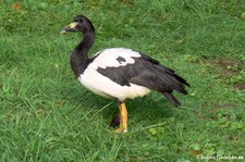 Spaltfussgans (Anseranas semipalmata) im Kölner Zoo