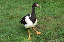 Spaltfussgans (Anseranas semipalmata) im Kölner Zoo