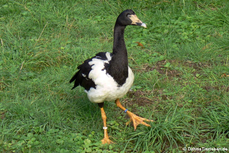 Spaltfußgans (Anseranas semipalmata)