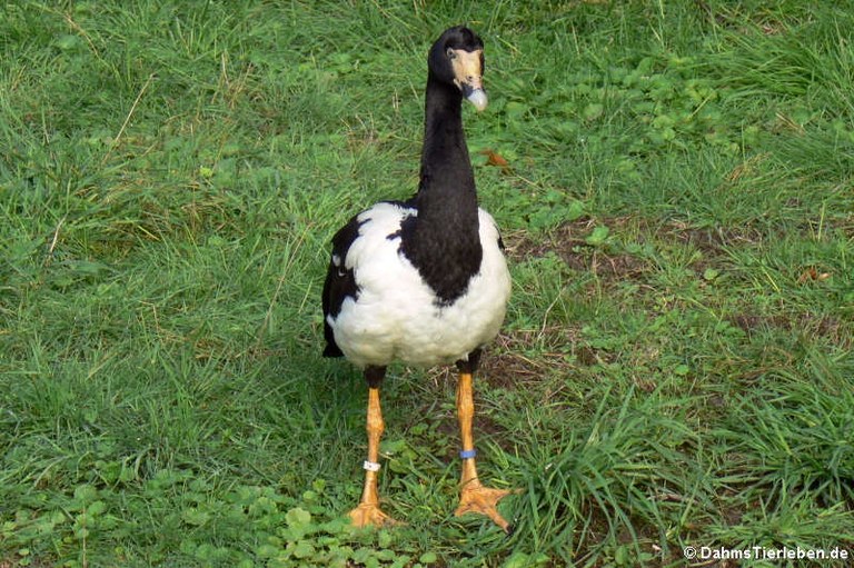 Anseranas semipalmata