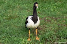 Spaltfussgans (Anseranas semipalmata) im Kölner Zoo