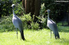 Paradieskraniche (Anthropoides paradisea) im Kölner Zoo