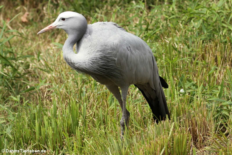 Anthropoides paradisea