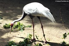 Weißnackenkranich (Antigone vipio) im Kölner Zoo