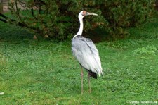 Weißnackenkranich (Antigone vipio) im Kölner Zoo