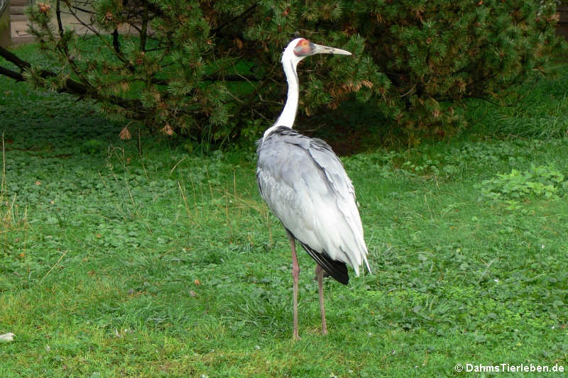 Weißnackenkranich (Grus vipio)