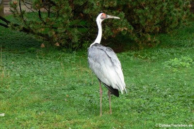 Weißnackenkranich (Grus vipio)
