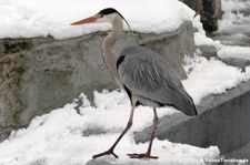 Graureiher (Ardea cinerea cinerea) im im Kölner Zoo