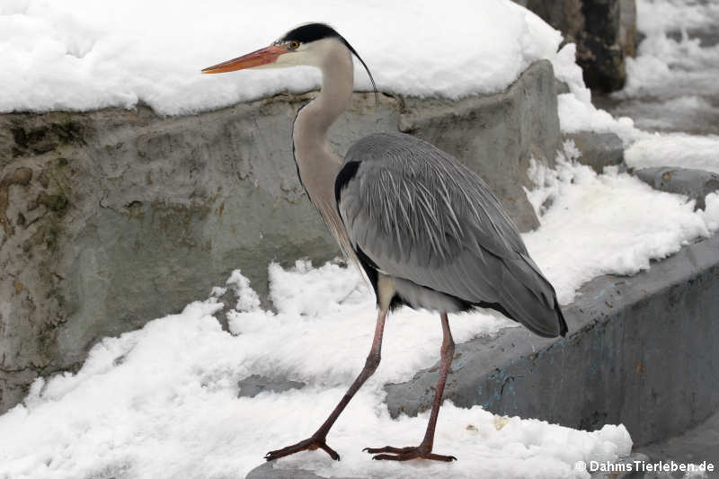 Ardea cinerea cinerea