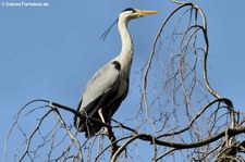 Graureiher (Ardea cinerea cinerea) im Kölner Zoo