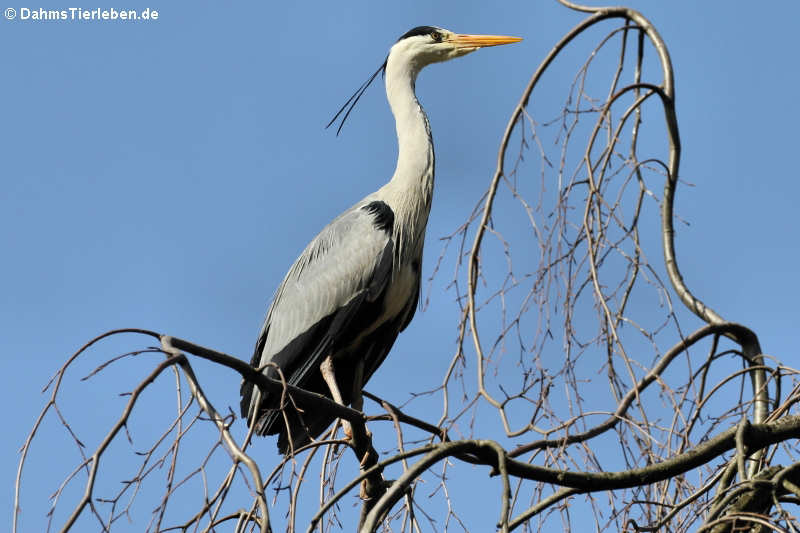 Ardea cinerea cinerea