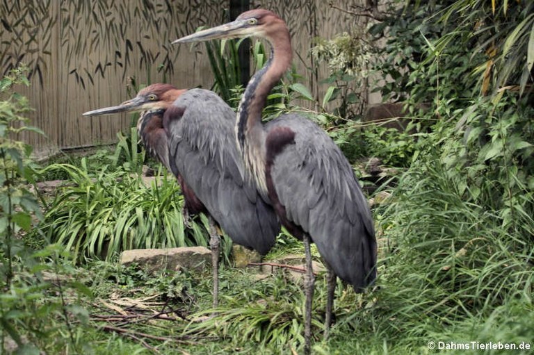 Ardea goliath