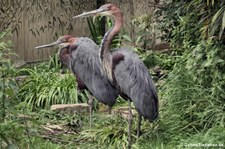 Goliathreiher (Ardea goliath) im Kölner Zoo