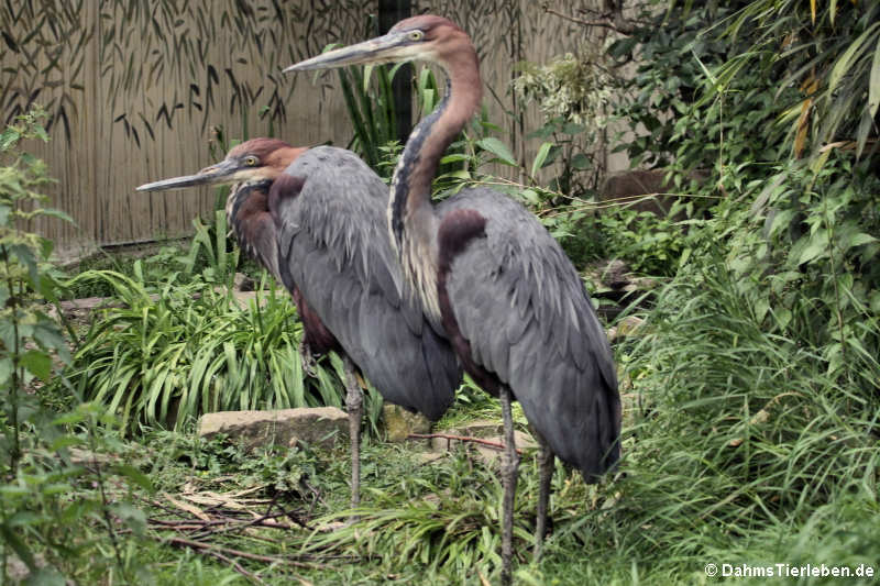 Ardea goliath