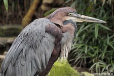 Goliathreiher (Ardea goliath) im Kölner Zoo