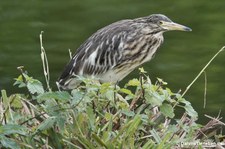 Ardeola idae-1