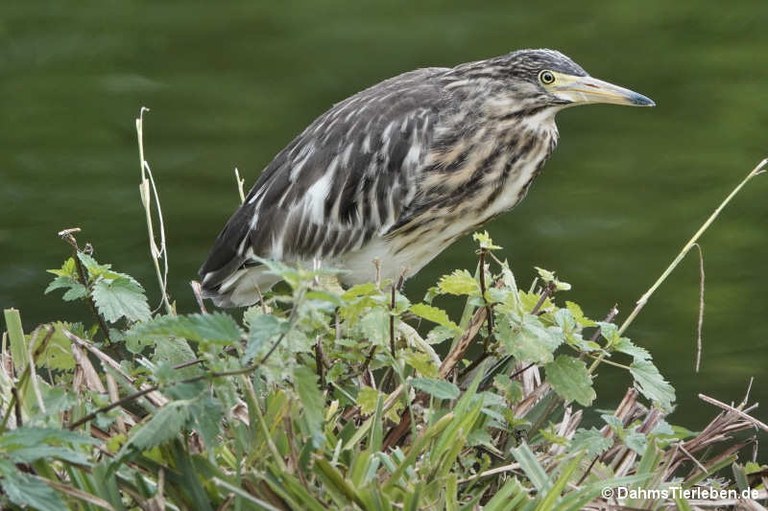 Ardeola idae