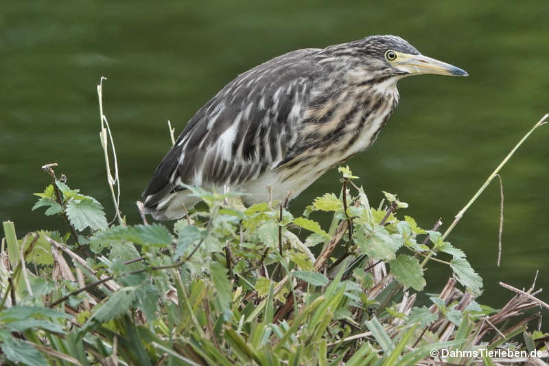 Ardeola idae
