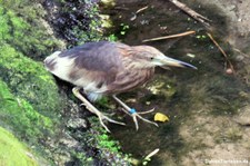 Prachtreiher (Ardeola speciosa) im Kölner Zoo