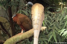 Argusfasane oder Arguspfaue (Argusianus argus) im Kölner Zoo