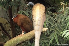 Argusfasane (Argusianus argus) im Kölner Zoo