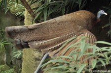 Argusfasan oder Arguspfau (Argusianus argus) im Kölner Zoo