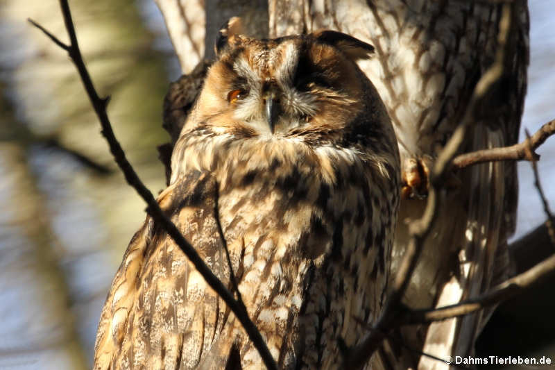 Waldohreule (Asio otus)