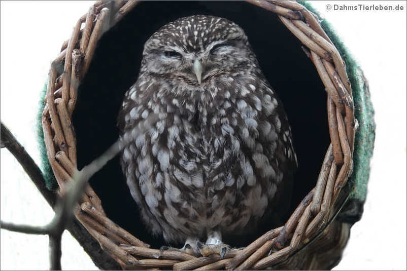 Steinkauz (Athene noctua)