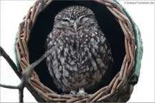 Steinkauz (Athene noctua) im Kölner Zoo