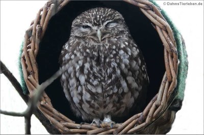 Steinkauz (Athene noctua)
