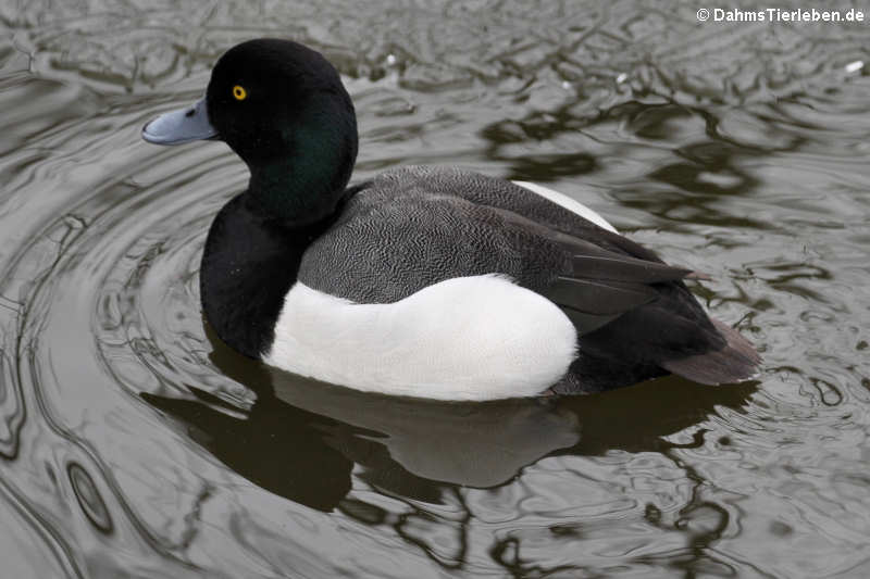 Kanadabergente (Aythya affinis)