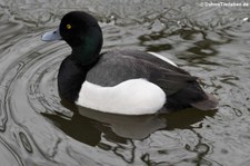 Kanadabergente (Aythya affinis) im Kölner Zoo