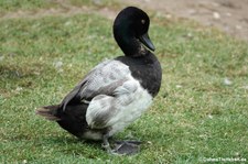 Kanadabergente (Aythya affinis) im Kölner Zoo