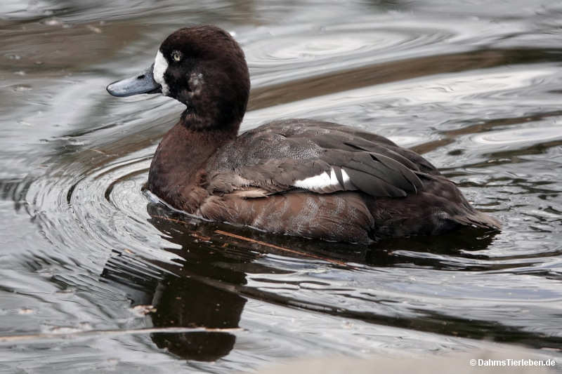 Aythya affinis